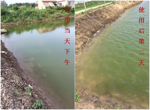 肥水困難、藻類缺乏處理前后效果